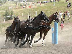 maraton 2006